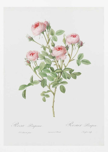 Burgundian Rose, Les Roses (1817–1824) - Poster / Art Print