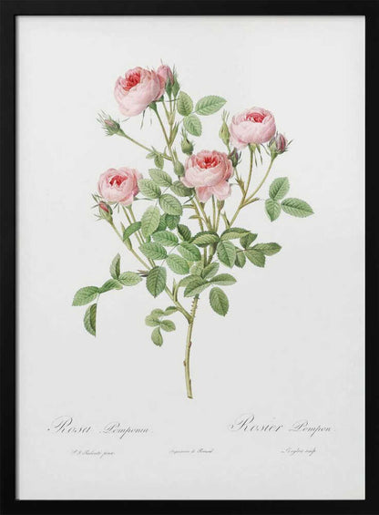 Burgundian Rose, Les Roses (1817–1824) - Poster / Art Print