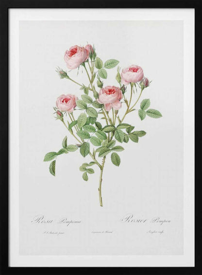 Burgundian Rose, Les Roses (1817–1824) - Poster / Art Print