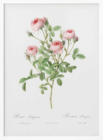 Burgundian Rose, Les Roses (1817–1824) - Poster / Art Print