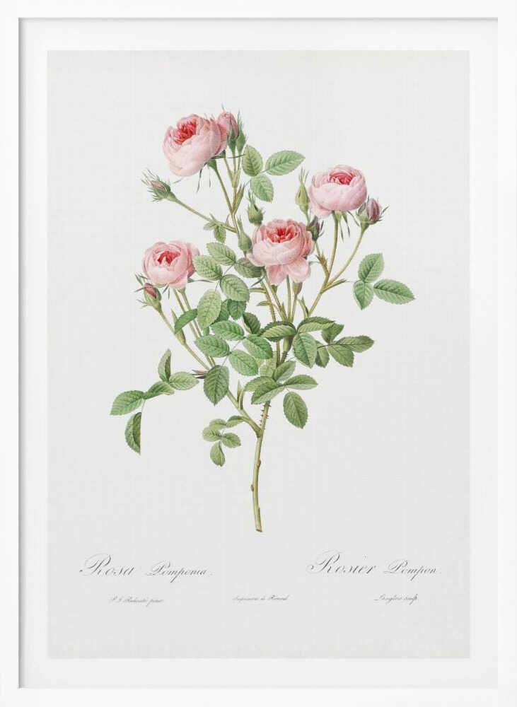 Burgundian Rose, Les Roses (1817–1824) - Poster / Art Print