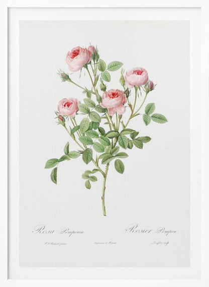 Burgundian Rose, Les Roses (1817–1824) - Poster / Art Print