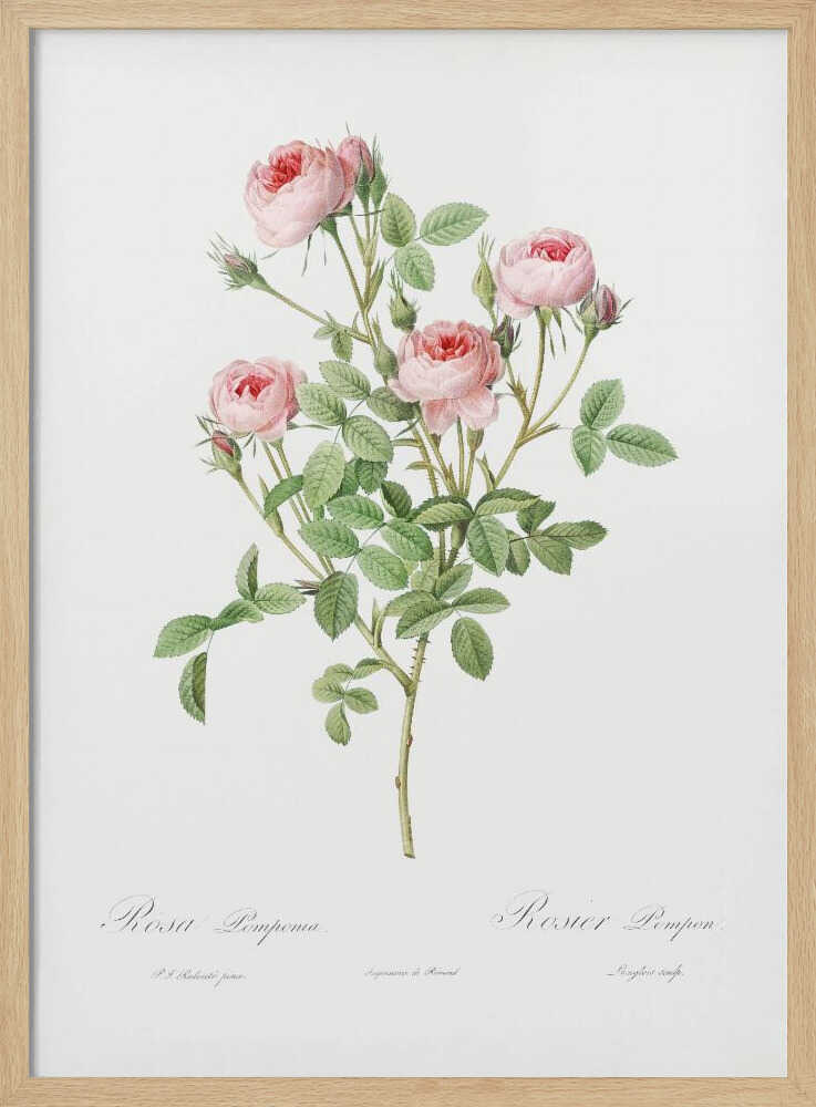 Burgundian Rose, Les Roses (1817–1824) - Poster / Art Print
