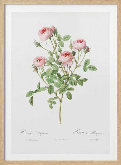 Burgundian Rose, Les Roses (1817–1824) - Poster / Art Print