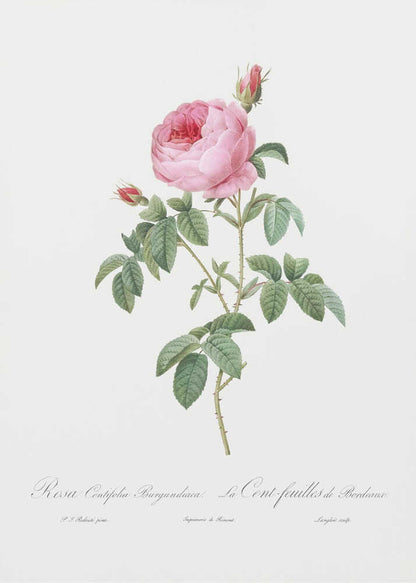 Burgundy Cabbage Rose, Les Roses (1817–1824) - Poster / Art Print