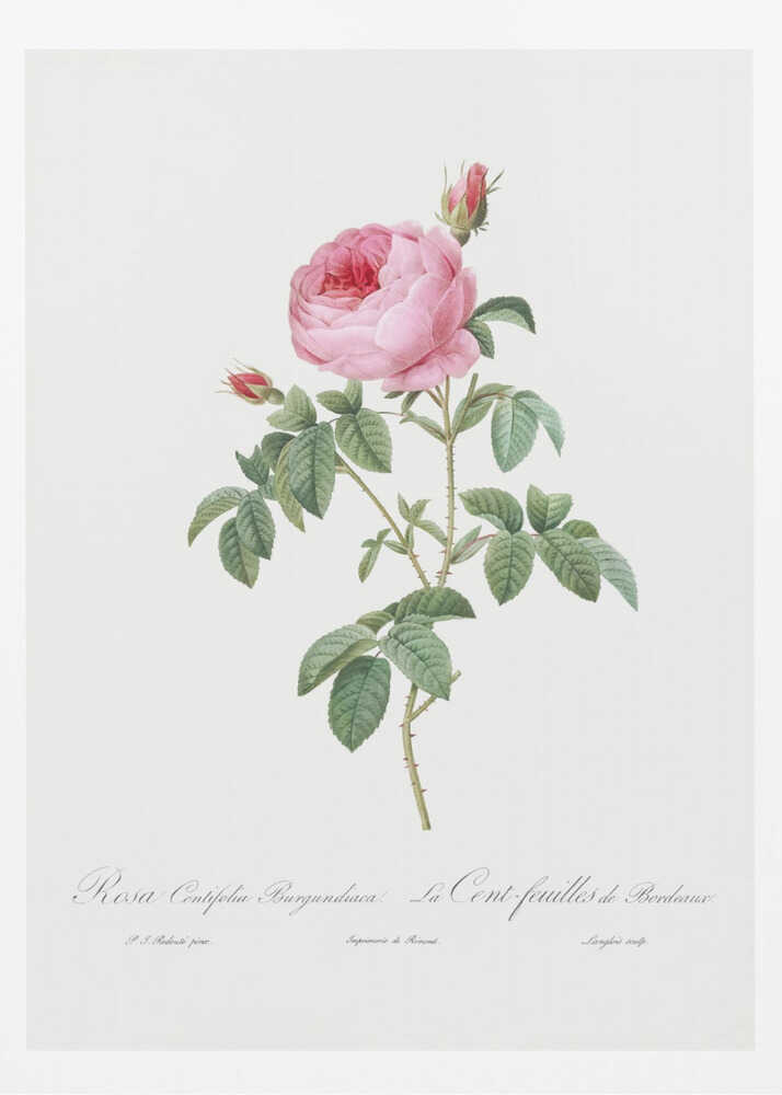 Burgundy Cabbage Rose, Les Roses (1817–1824) - Poster / Art Print