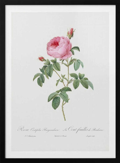Burgundy Cabbage Rose, Les Roses (1817–1824) - Poster / Art Print
