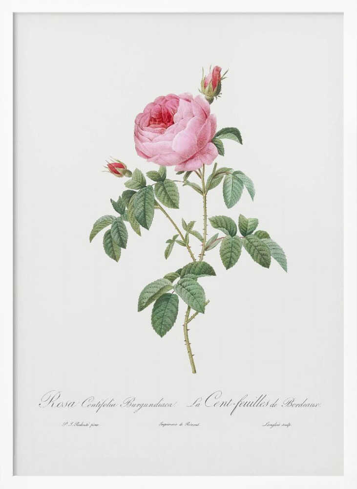Burgundy Cabbage Rose, Les Roses (1817–1824) - Poster / Art Print