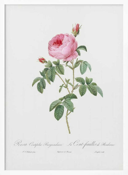 Burgundy Cabbage Rose, Les Roses (1817–1824) - Poster / Art Print