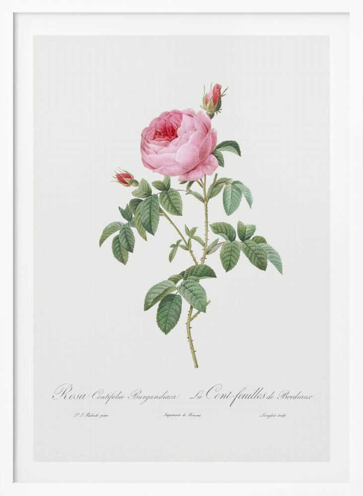 Burgundy Cabbage Rose, Les Roses (1817–1824) - Poster / Art Print