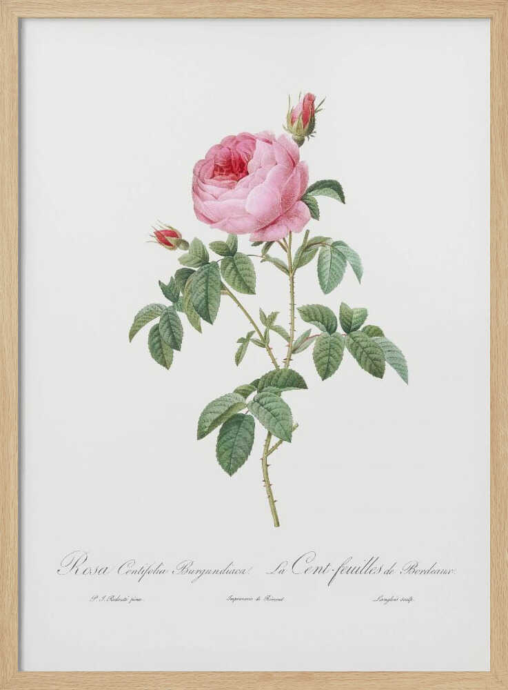 Burgundy Cabbage Rose, Les Roses (1817–1824) - Poster / Art Print