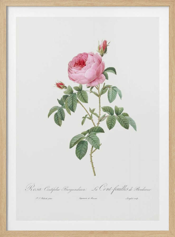 Burgundy Cabbage Rose, Les Roses (1817–1824) - Poster / Art Print