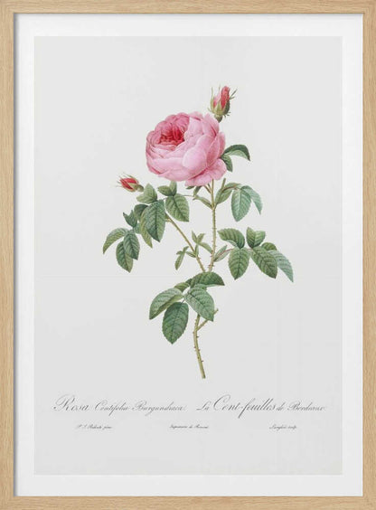 Burgundy Cabbage Rose, Les Roses (1817–1824) - Poster / Art Print