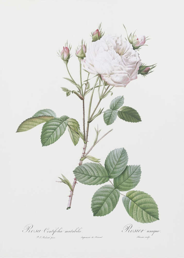 Cabbage Rose White Provence, Les Roses (1817–1824) - Poster / Art Print