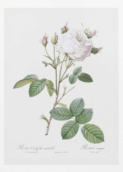 Cabbage Rose White Provence, Les Roses (1817–1824) - Poster / Art Print