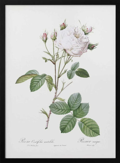 Cabbage Rose White Provence, Les Roses (1817–1824) - Poster / Art Print