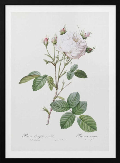 Cabbage Rose White Provence, Les Roses (1817–1824) - Poster / Art Print