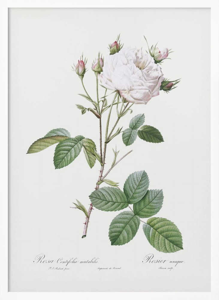 Cabbage Rose White Provence, Les Roses (1817–1824) - Poster / Art Print