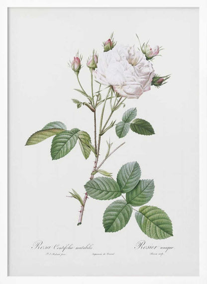 Cabbage Rose White Provence, Les Roses (1817–1824) - Poster / Art Print