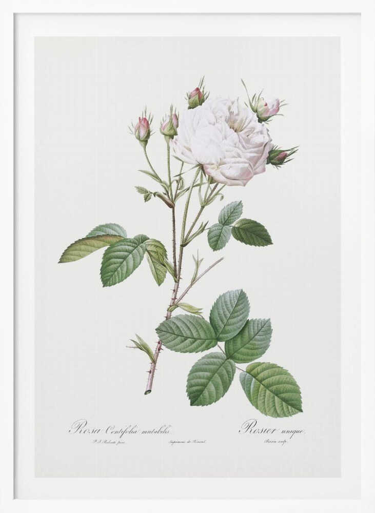 Cabbage Rose White Provence, Les Roses (1817–1824) - Poster / Art Print