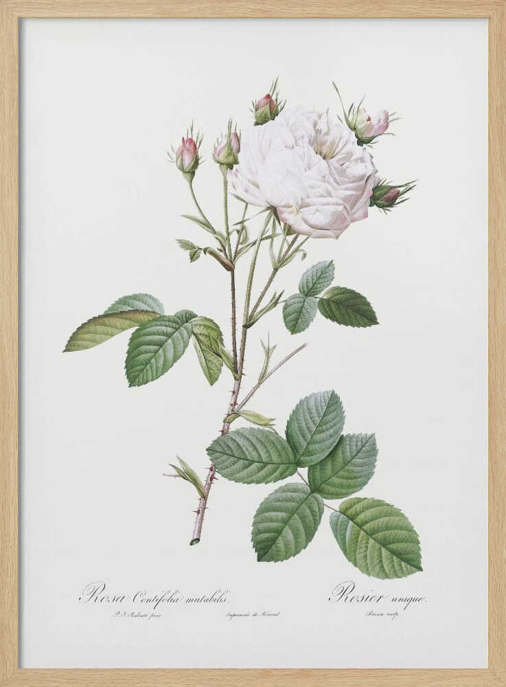 Cabbage Rose White Provence, Les Roses (1817–1824) - Poster / Art Print