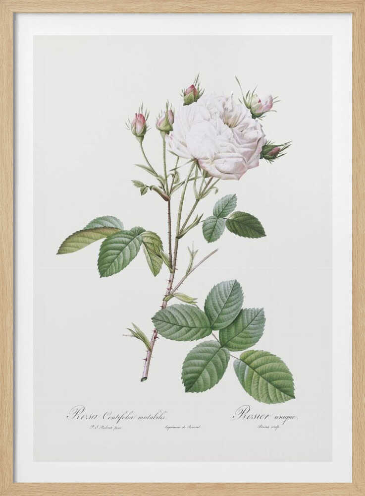 Cabbage Rose White Provence, Les Roses (1817–1824) - Poster / Art Print