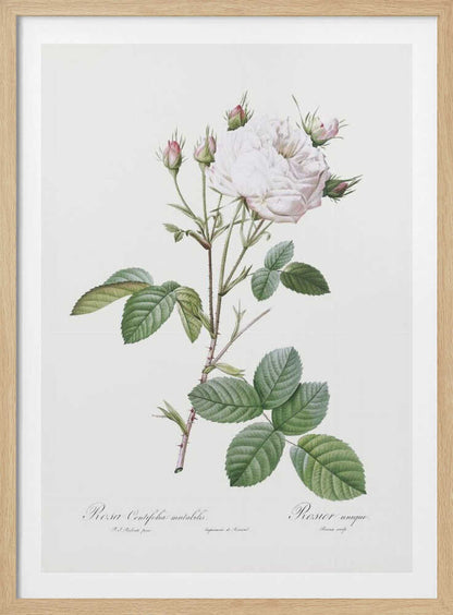 Cabbage Rose White Provence, Les Roses (1817–1824) - Poster / Art Print