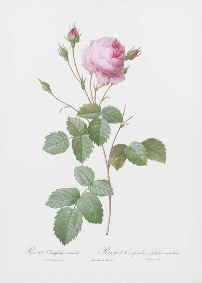 Crenate Leaved Cabbage Rose, Les Roses (1817–1824) - Poster / Art Print