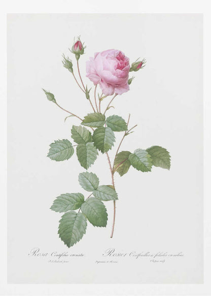 Crenate Leaved Cabbage Rose, Les Roses (1817–1824) - Poster / Art Print