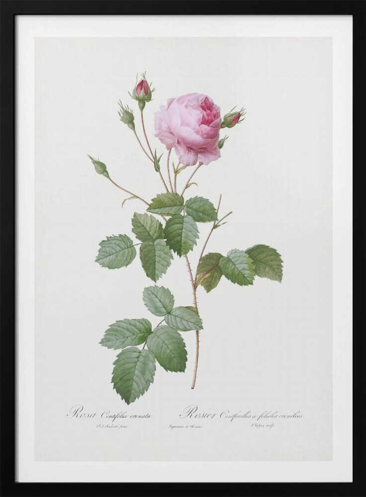 Crenate Leaved Cabbage Rose, Les Roses (1817–1824) - Poster / Art Print