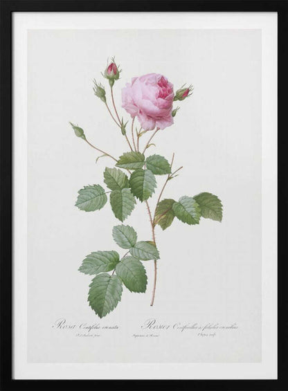 Crenate Leaved Cabbage Rose, Les Roses (1817–1824) - Poster / Art Print