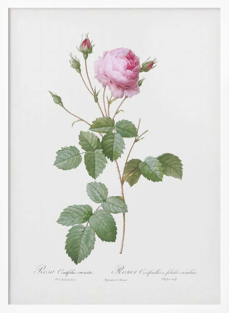 Crenate Leaved Cabbage Rose, Les Roses (1817–1824) - Poster / Art Print