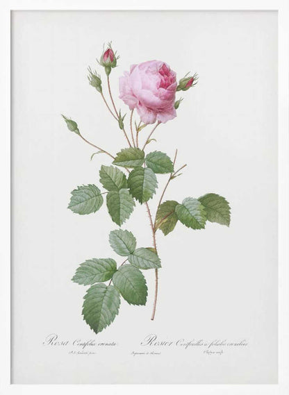 Crenate Leaved Cabbage Rose, Les Roses (1817–1824) - Poster / Art Print