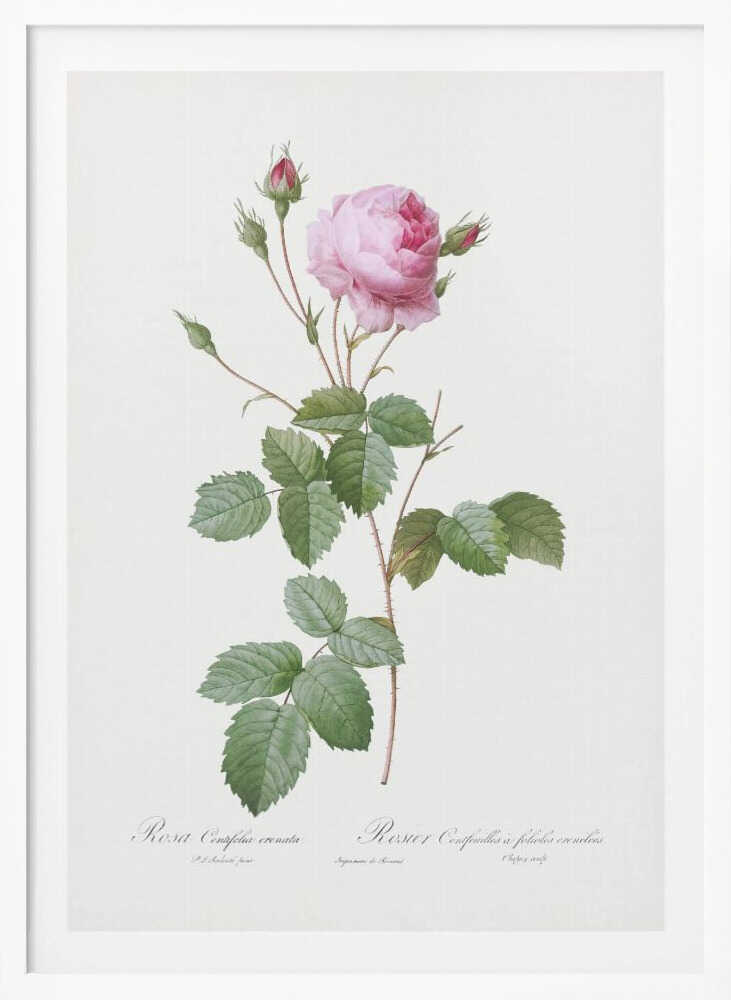 Crenate Leaved Cabbage Rose, Les Roses (1817–1824) - Poster / Art Print