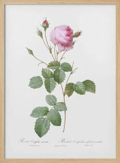Crenate Leaved Cabbage Rose, Les Roses (1817–1824) - Poster / Art Print