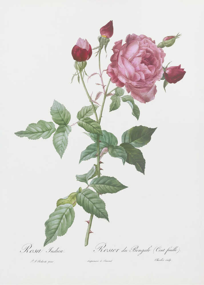 Provence Rose, Les Roses (1817–1824) - Poster / Art Print