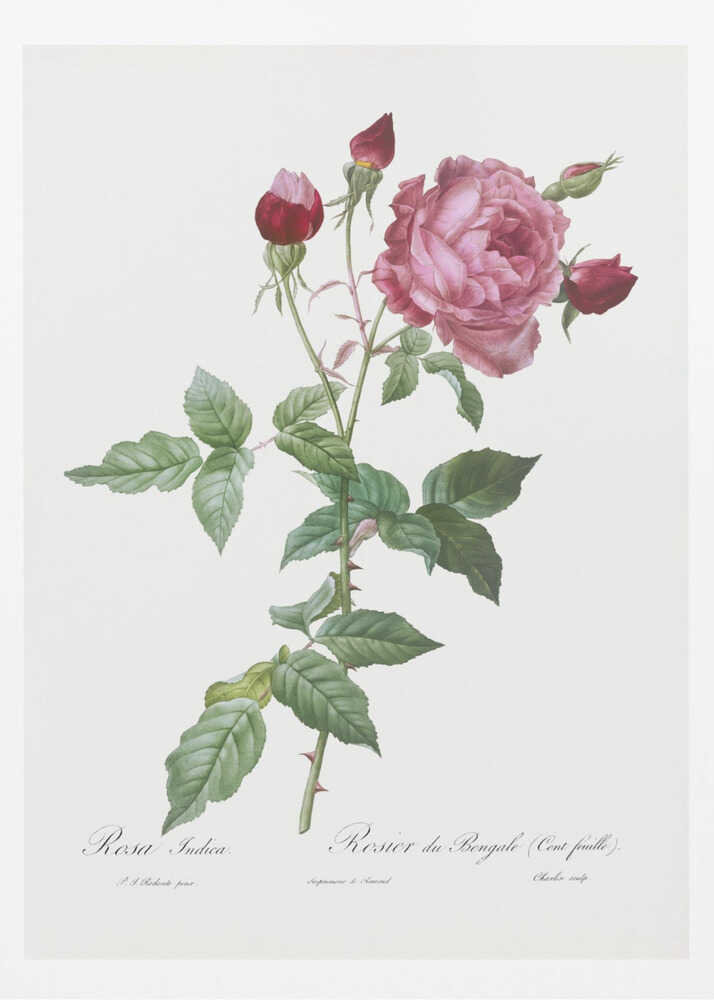 Provence Rose, Les Roses (1817–1824) - Poster / Art Print