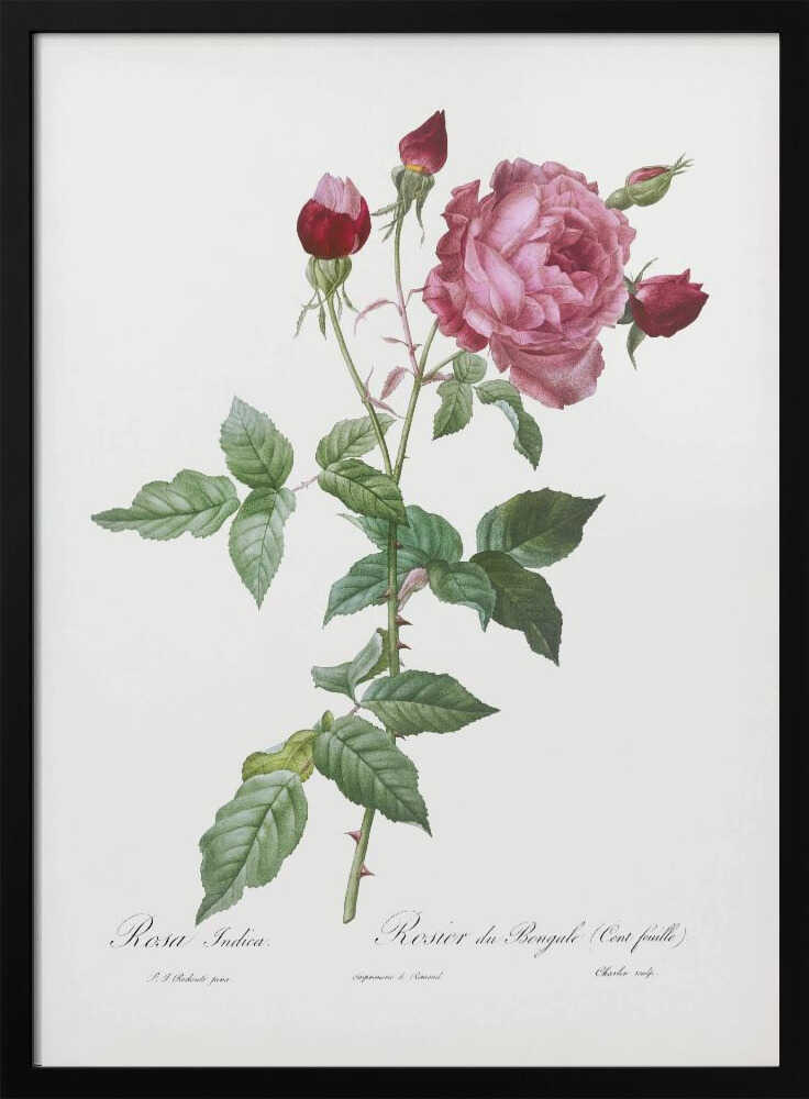 Provence Rose, Les Roses (1817–1824) - Poster / Art Print