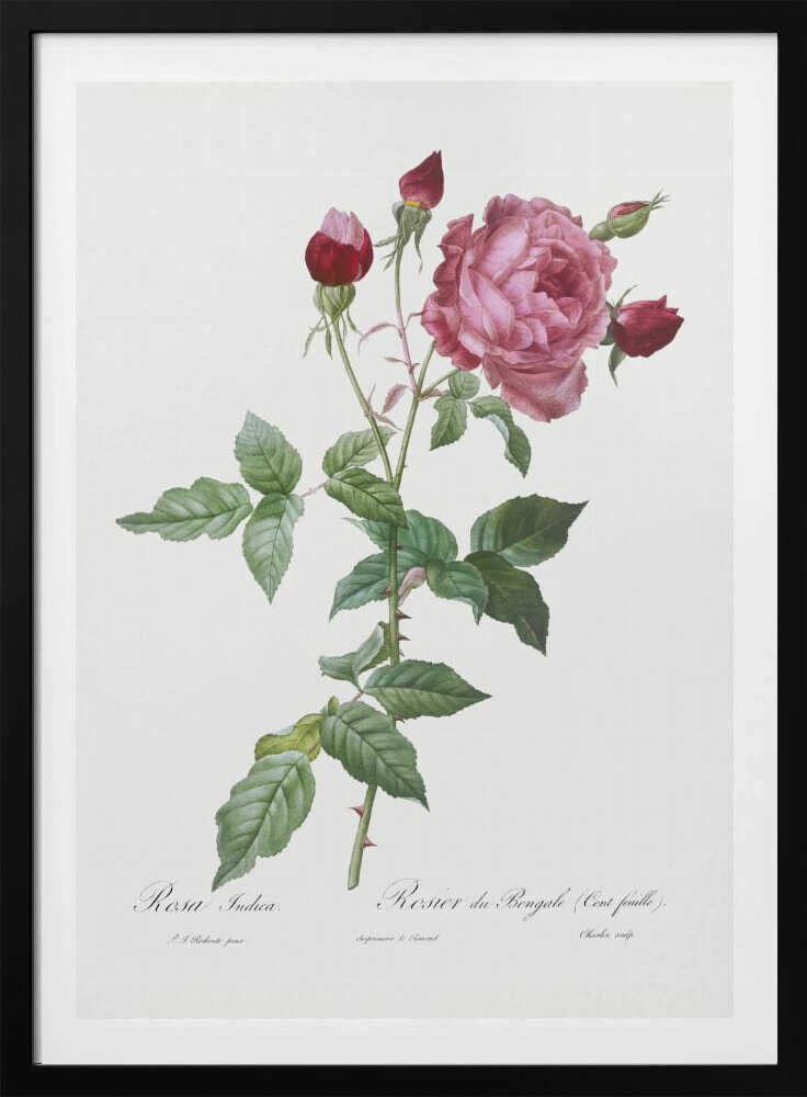 Provence Rose, Les Roses (1817–1824) - Poster / Art Print