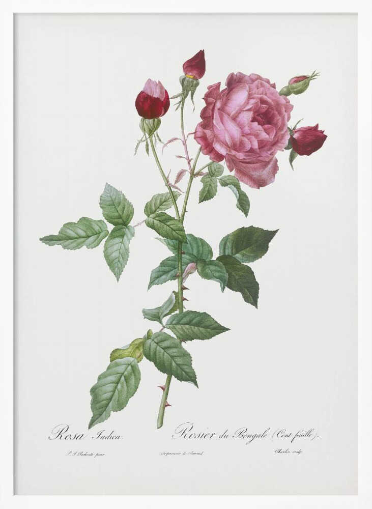 Provence Rose, Les Roses (1817–1824) - Poster / Art Print