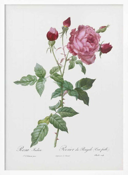 Provence Rose, Les Roses (1817–1824) - Poster / Art Print