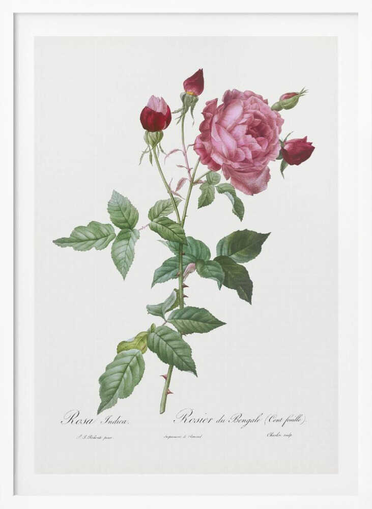Provence Rose, Les Roses (1817–1824) - Poster / Art Print