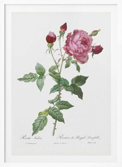 Provence Rose, Les Roses (1817–1824) - Poster / Art Print