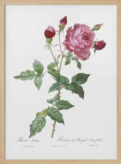 Provence Rose, Les Roses (1817–1824) - Poster / Art Print