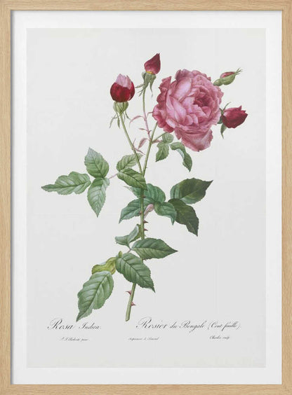 Provence Rose, Les Roses (1817–1824) - Poster / Art Print