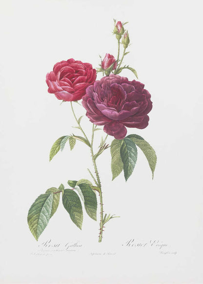 Purple French Rose, Les Roses (1817–1824) - Poster / Art Print