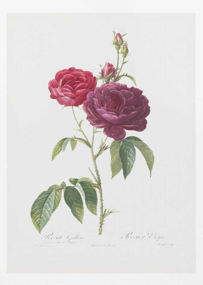 Purple French Rose, Les Roses (1817–1824) - Poster / Art Print