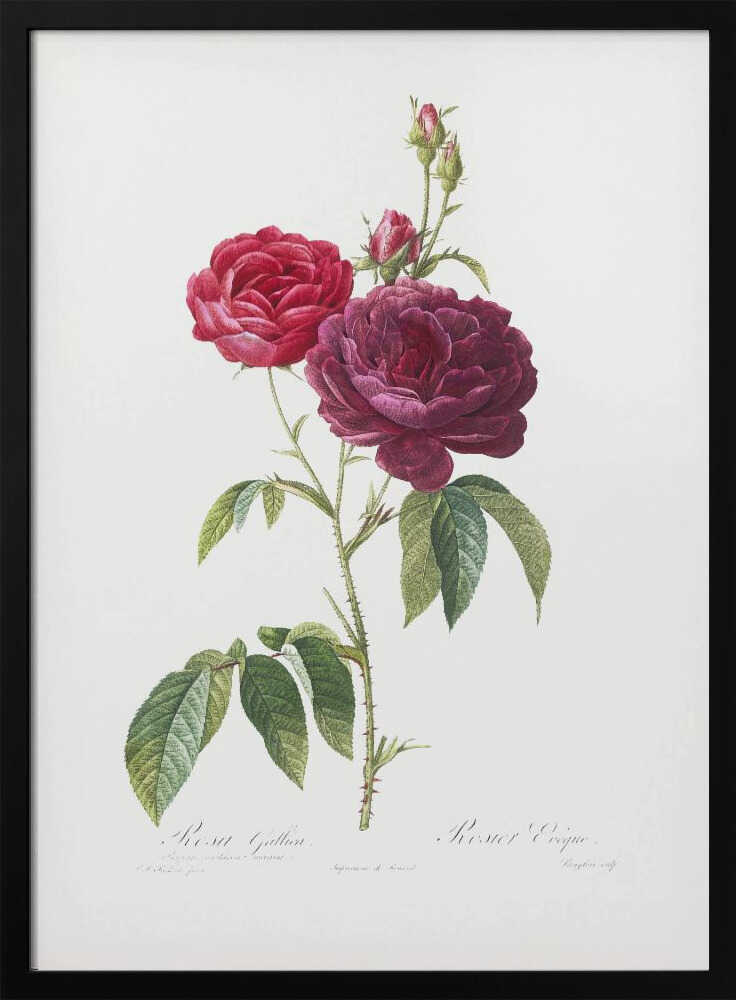 Purple French Rose, Les Roses (1817–1824) - Poster / Art Print