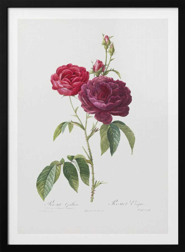 Purple French Rose, Les Roses (1817–1824) - Poster / Art Print