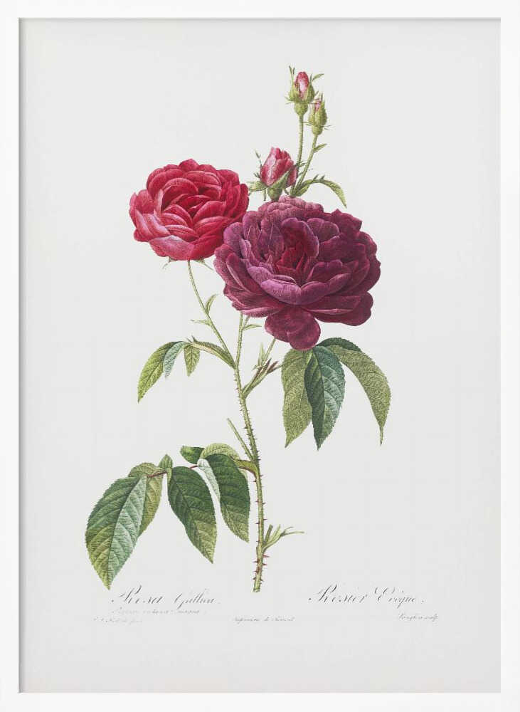 Purple French Rose, Les Roses (1817–1824) - Poster / Art Print